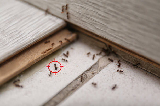 Best Exterminator Services  in Wildwood Lake, TN